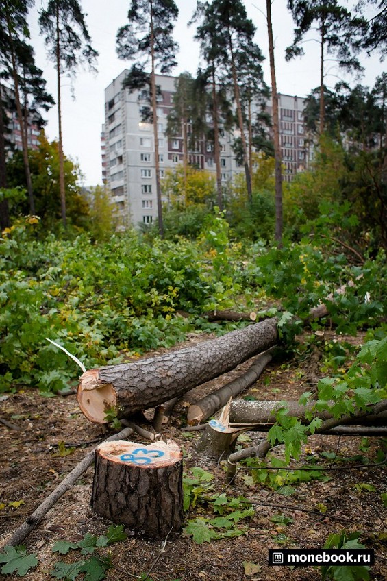Вырубка деревьев в Жуковсоком фото 3