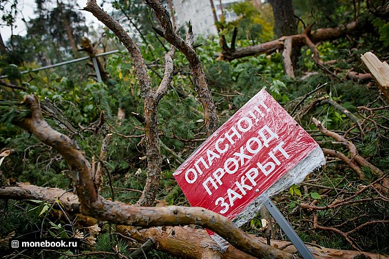 Вырубка деревьев в Жуковсоком фото 4