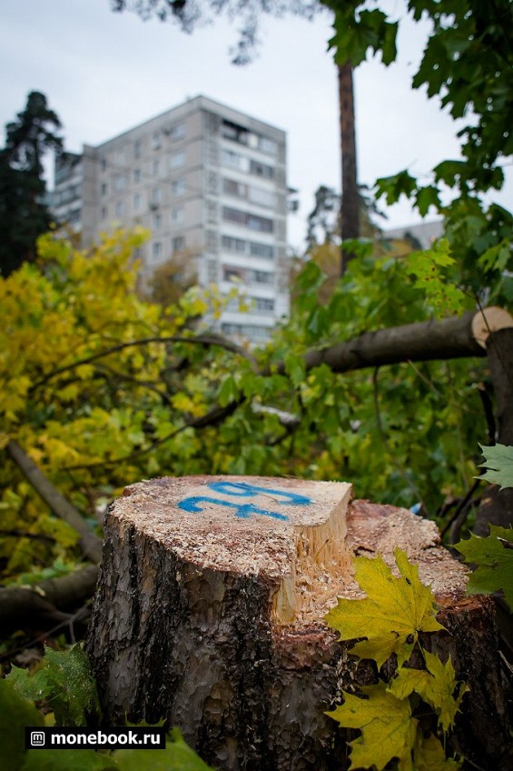 Вырубка деревьев в Жуковсоком фото 6