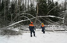 В Раменском районе лесополосы вдоль дорог практически не убираются