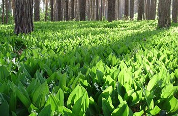 Подмосковью не грозят масштабные лесные возгорания