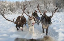 В гости к оленям