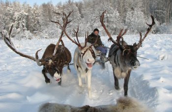 В гости к оленям