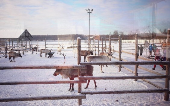 В гости к оленям фото 6