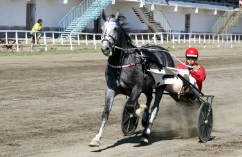 На Раменском ипподроме 11 августа было установлено три абсолютных рекорда